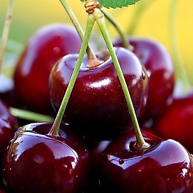 Cây cherry ( chery) Brazil choai cao 90-1M2 SẮP CHO QUẢ .