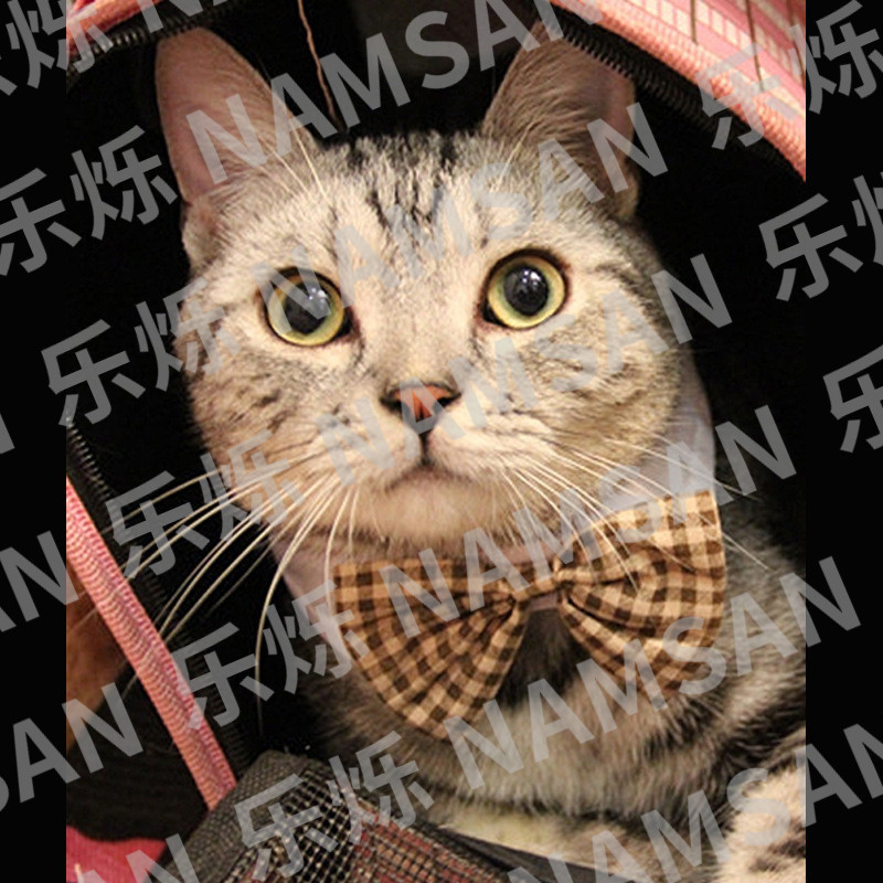 Amazon Pet Cat Dog Bow Tie Universal Bow Tie ở nước ngoài Nhà máy trang sức bán chạy Bán buôn bán tr