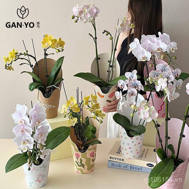 Hộp Sắp Xếp Hoa Chất Liệu ins Phong Cách Phalaenopsis Hồng Kông Di Động Cây Xanh Và Hộp Đóng Gói Hoa