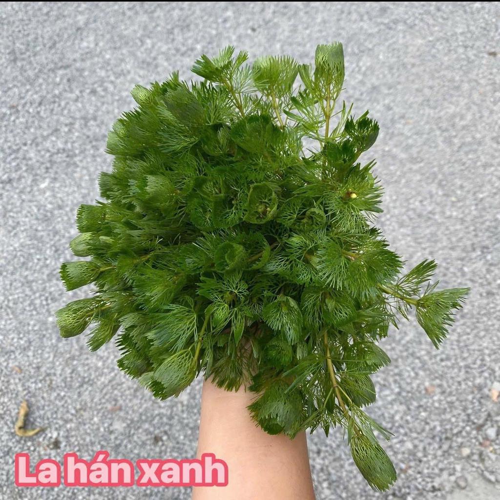 10 nhánh rong la hán xanh trồng thuỷ sinh