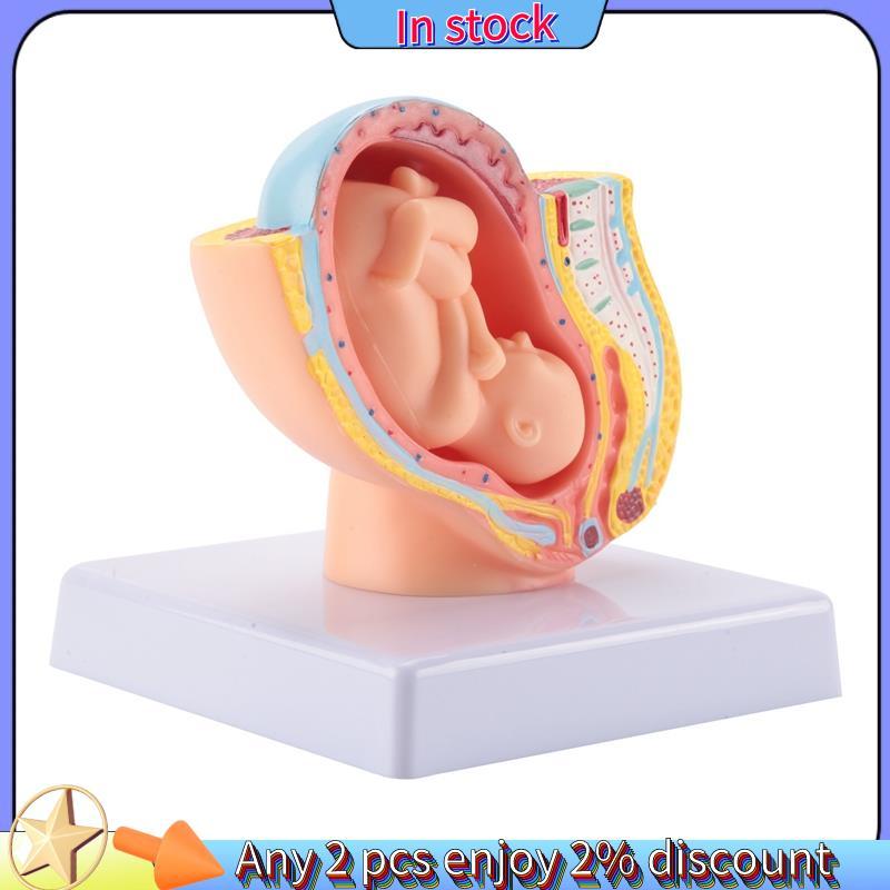 Còn hàng-Con người Mang thai Phát triển thai nhi 9 tháng tháng Mô hình vùng chậu phôi thai Fetus Foe