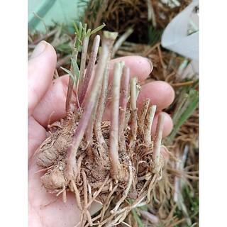 Củ hẹ ta - hẹ hương (1khóm 10-15c)