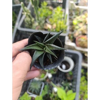cây sen đá móng rồng xoáy