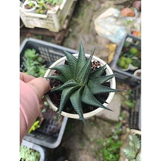 cây sen đá móng rồng xoáy