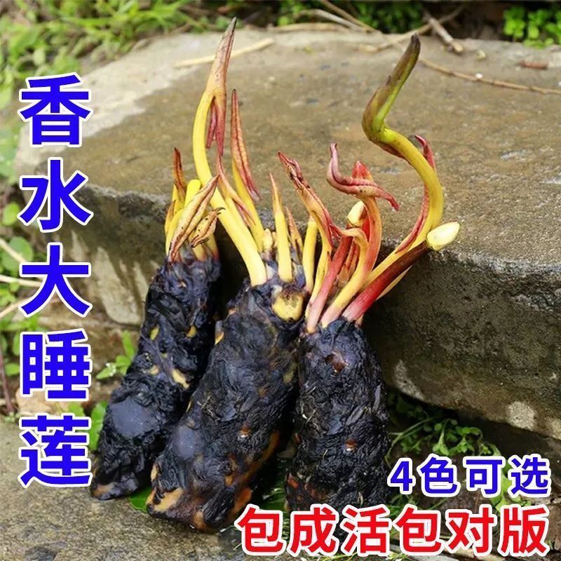 Hàng sẵn có Vận chuyển ngay lập tức Pond Water Lily Flower Nước đầy màu sắc Lily Root Block Bốn mùa 