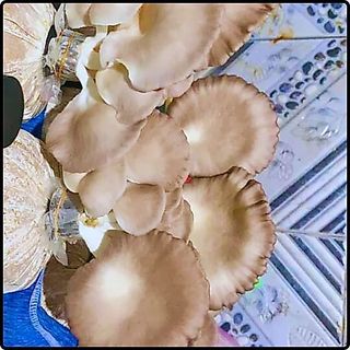 Phôi nấm Bào ngư (1 kiện 10 phôi)