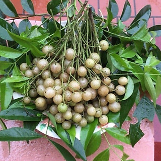 Cây giống mắc mật (cây ươm từ hạt)