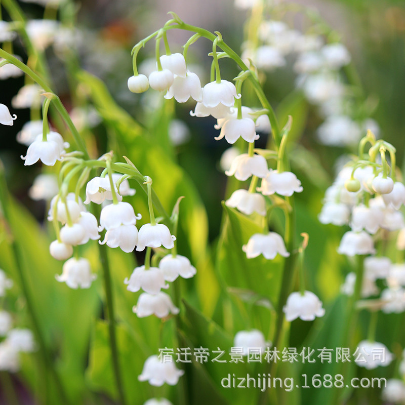Hàng sẵn có Vận chuyển nhanh Lily of the Valley Rễ trồng cây trong chậu Lily of the Valley Ban công 