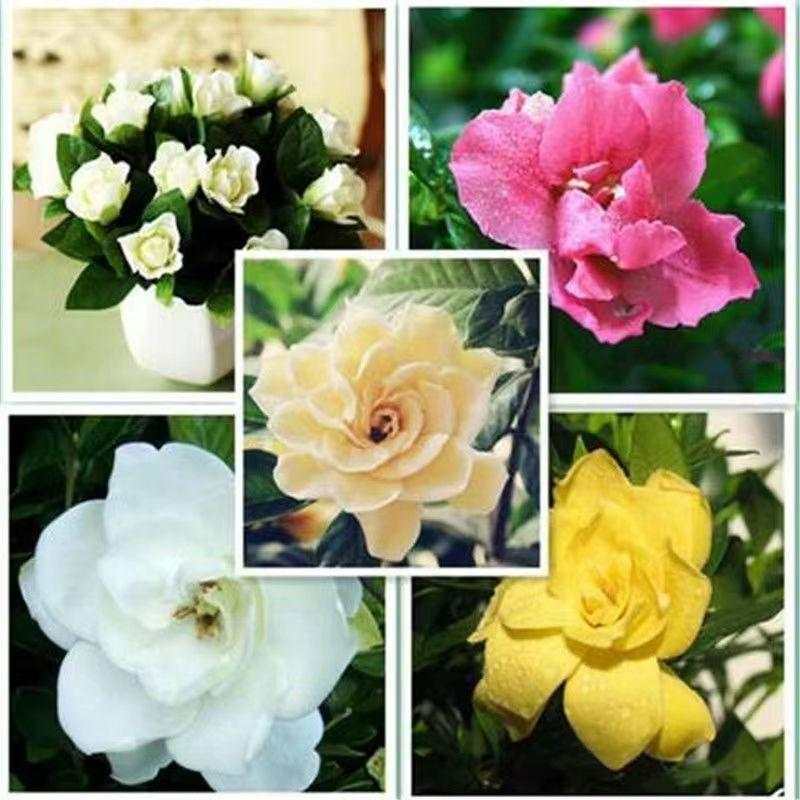 Bán Chạy Vận Chuyển Nhanh Hạt Giống Gardenia Bốn Mùa Hoa Dễ Dàng Trồng Cây Gardenia Cây Trong Nhà Ga