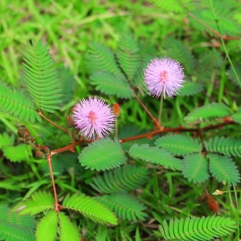 Bốn Mùa Mimosa Hạt Nhỏ Chậu Cây Xanh Trong Nhà Hạt Cỏ Hạt Cỏ Hạt Giống Cỏ Vui Mimosa Hạt Giống Hoa15