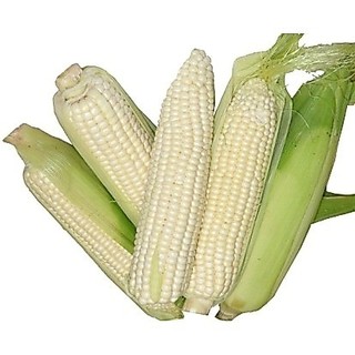 100g Hạt giống Bắp nếp nù 
