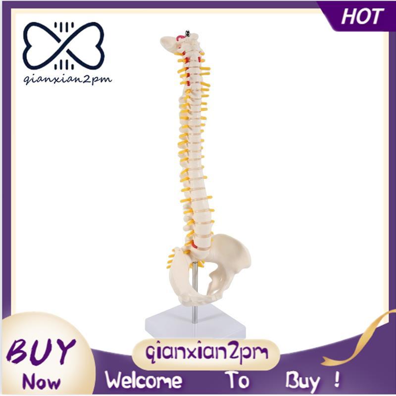 45CM Cột sống con người với mô hình chậu Mô hình giải phẫu con người Mô hình cột sống Mô hình cột số
