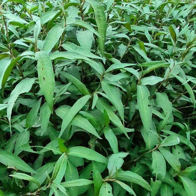 0709226Cá Nguyên Hạt Cá Thơm Rau Củ Xẻ Thơm Polygonum Cay Polygonum Gia Vị Lá Laksa Nguyên Liệu Cá L