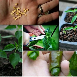 Hạt giống ớt peter (ớt cu tí) 20 hạt