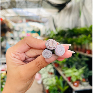 Sen Thạch Lan Dòng Dinterthanus, Lithops Sen Mông 1,5-2cm