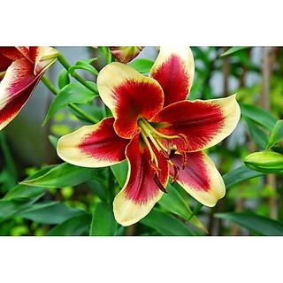 Củ ly lùn thơm, Củ TULIP Hà Lan mix đủ màu