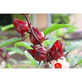 [HÀNG CHÍNH HÃNG] Hạt giống Hoa Atiso đỏ ( Bụt giấm 50 HẠT )