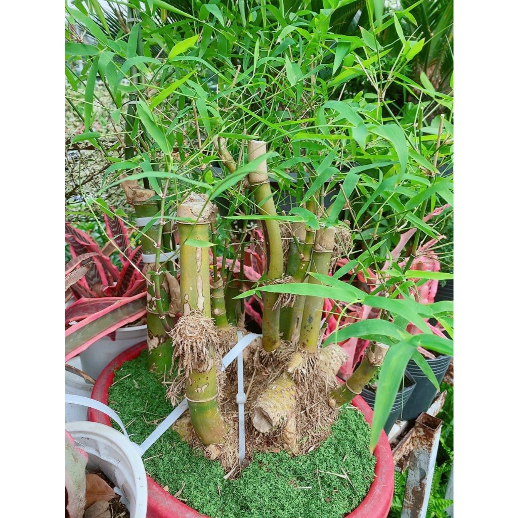 [Hỏa-Tốc] Cây Tre Bonsai Tạo Dáng Nghệ Thuật