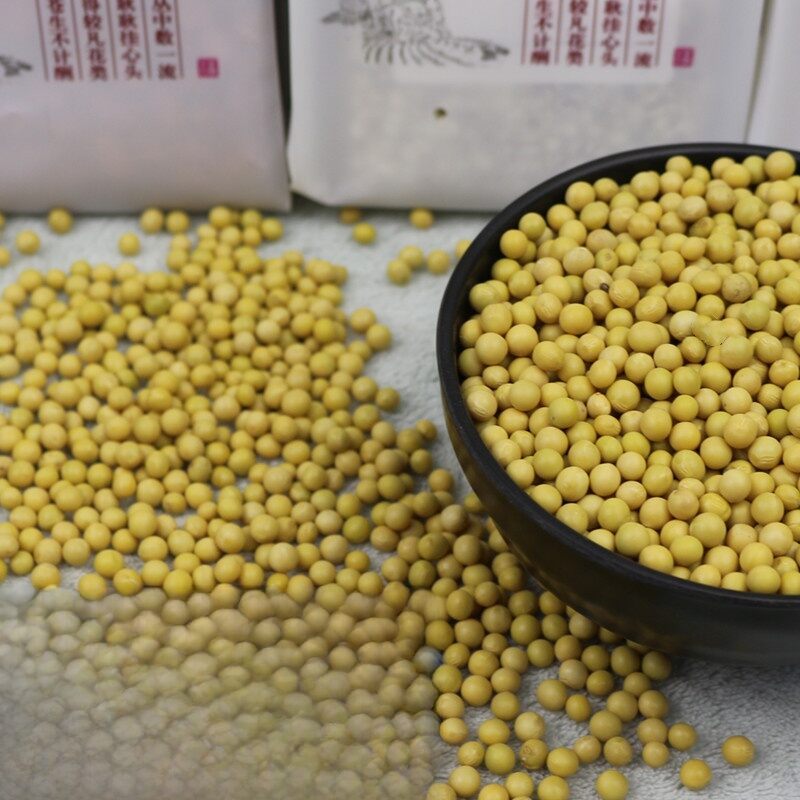 Đậu nành nảy mầm hạt nhỏ không biến đổi gen 5 pound