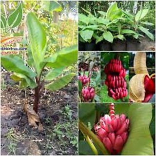 Cây giống chuối đỏ cấy mô siêu sớm (có bảo hành)