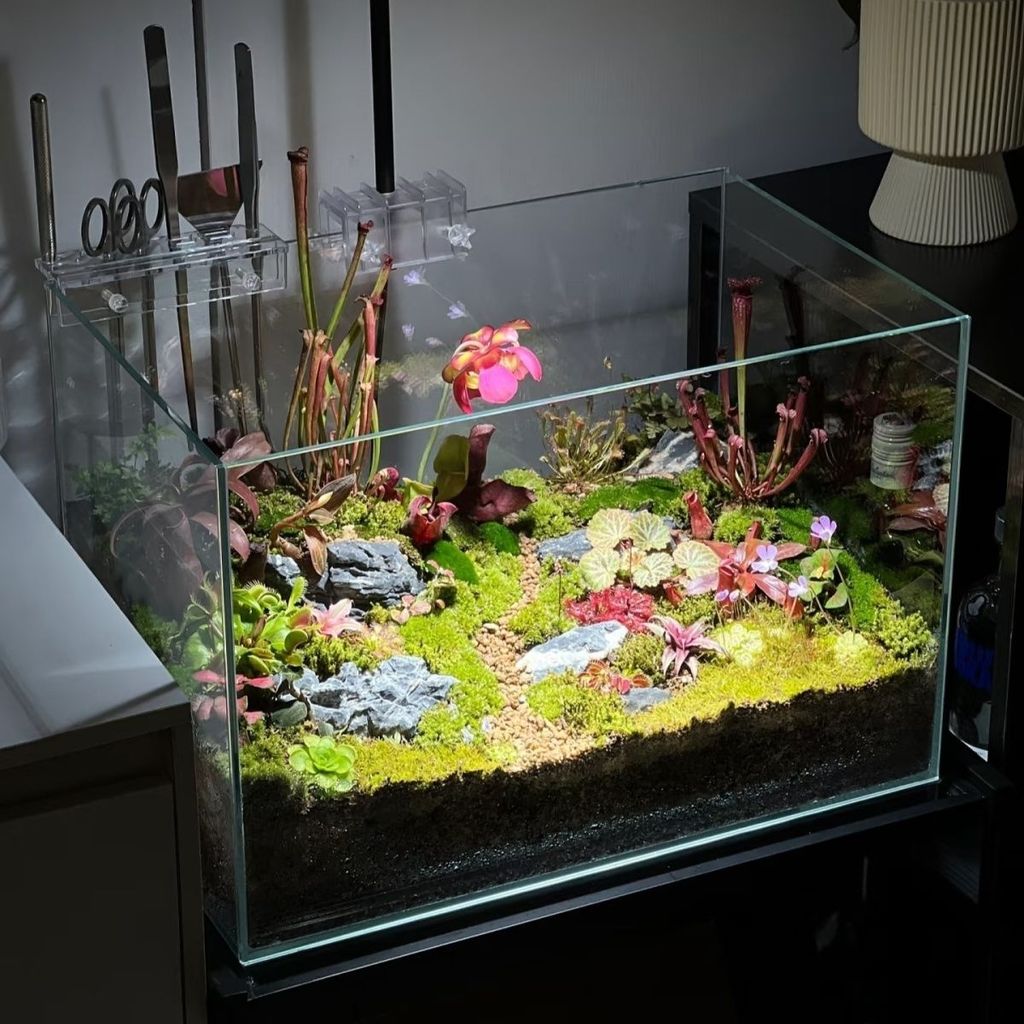 Bộ cây ăn thịt trồng bể cạn terrarium và hồ thủy sinh bán cạn trong nhà cao cấp
