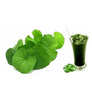 1KG BỘT RAU MÁ NGUYÊN CHẤT 100%