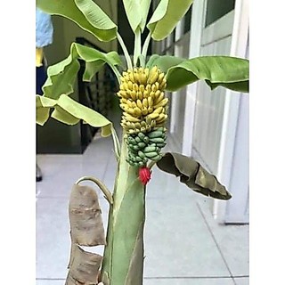 Cây chuối cảnh mini (chuẩn giống chuối mini)