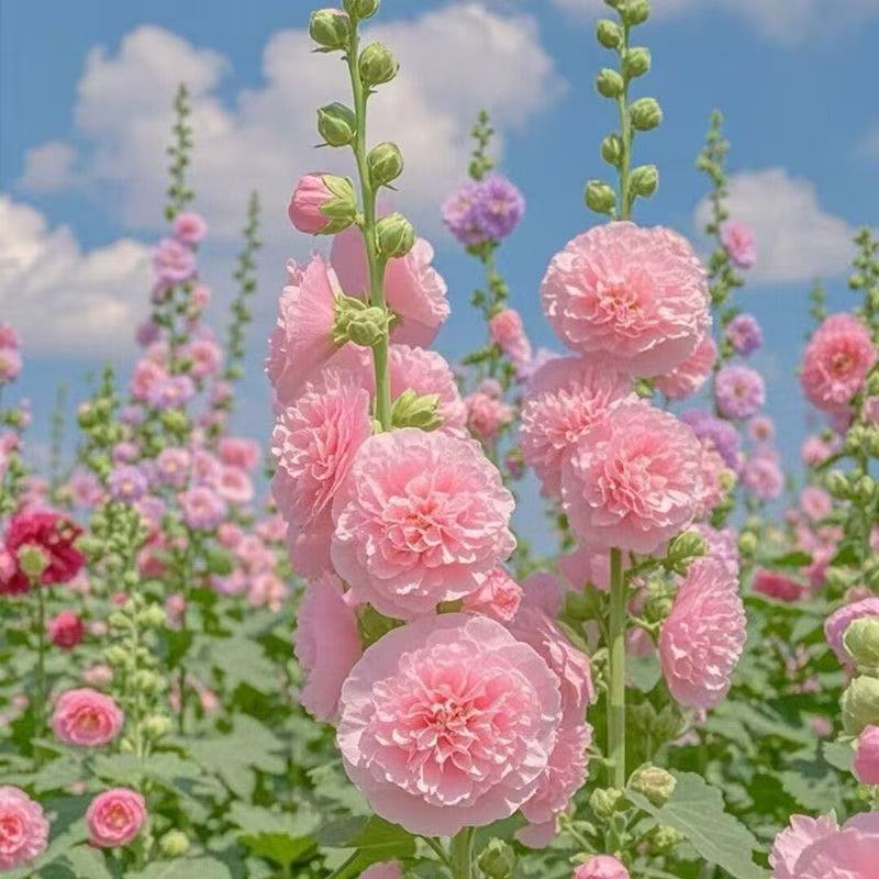 Hạt giống Hollyhock hai chân Chate Series Mùa xuân Thu Vườn ngoài trời Dễ dàng trồng Rễ cây Năm tuổi