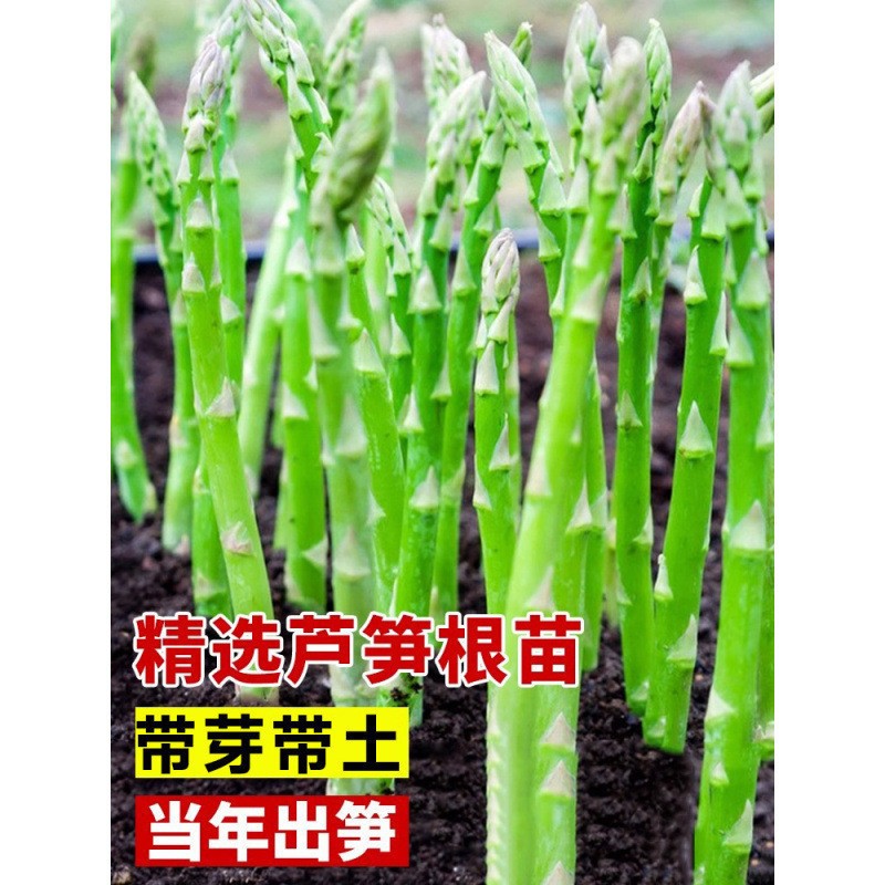 Hàng sẵn có Vận chuyển nhanh Năm rễ trồng nguyên liệu Măng tây ban công với hạt giống trong chậu Cây