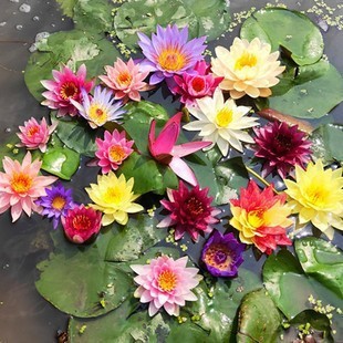 Hàng sẵn có Vận chuyển nhanh Thủy sinh Nước lớn Lily Root Block Hydroponic Plant Pond Lotus Aquatic 