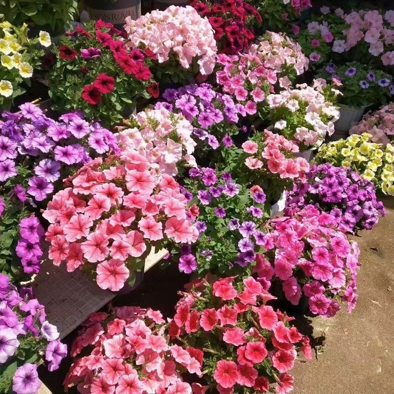 Treo Thấp Morning Glory Hạt Giống Thấp Morning Glory Hạt Giống Chậu Cây Dễ Dàng Trồng Treo Hạt Giống