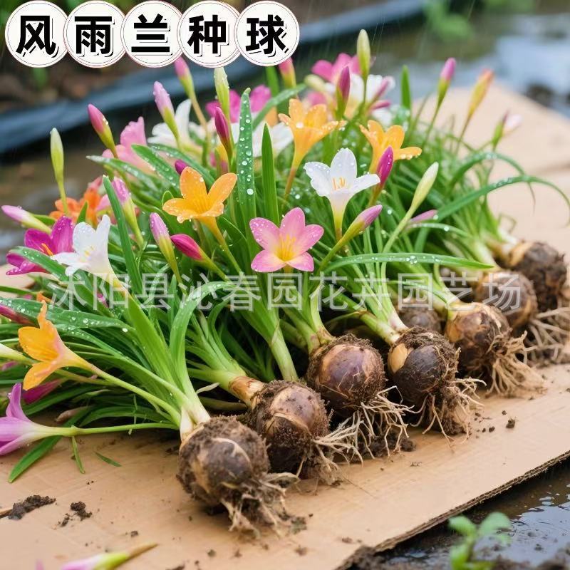 Fengyu Orchid Trồng Bóng Hồng Fengyu Orchid Plant Poted Plant Ball Root Flower Four Seasons Flower G