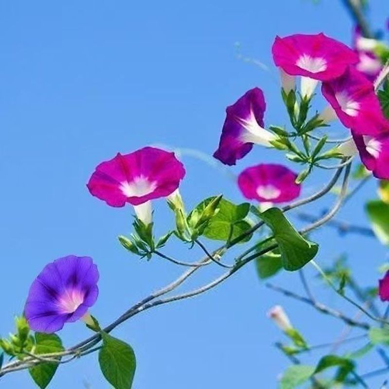 Bán Chạy Vận Chuyển Nhanh Big Morning Glory Seeds Leo Cây Nho Lớn Trumpet Hoa Thấp Morning Glory Bốn