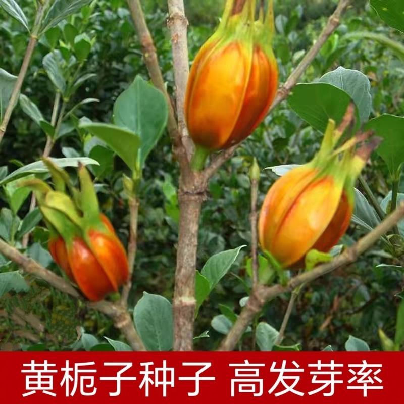 0709226Hạt giống Gardenia màu vàng Chất liệu trung bình Hạt giống Gardenia màu vàng đích thực Lá lớn