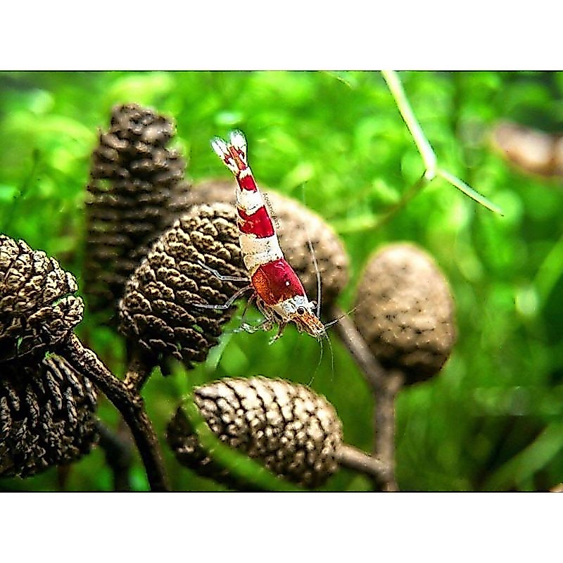 Trái Alder Cones- Tép Cảnh - Bao Túi Zip