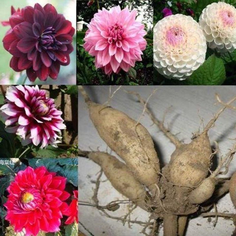 Bán Chạy Vận Chuyển Nhanh < One Piece 3 Miếng > Dahlia Trồng Bóng Rễ Hoa Dahlia Trồng Rễ Dahlia Trồn