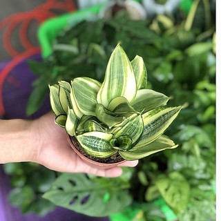 Cây Lưỡi Hổ Vàng để bàn ( Cây Lưỡi Mèo) Hợp Phong Thủy, Cây Xanh Dễ Chăm