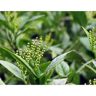 Cây giống hoa sói ướp trà