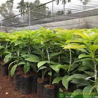 Cây Giống Bơ Both 7 ( 3 NĂM CHO TRÁI Giống Chuẩn )
