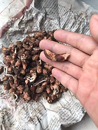 Củ giống hoa bướm đêm
