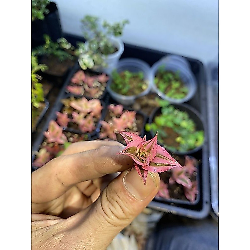 Dứa mini, dứa phụng hồng, dứa màu, dứa nam mỹ set terrarium bán cạn