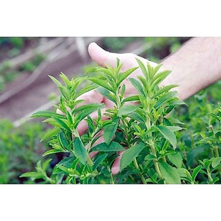Hạt Giống Cỏ Ngọt 5 Hạt