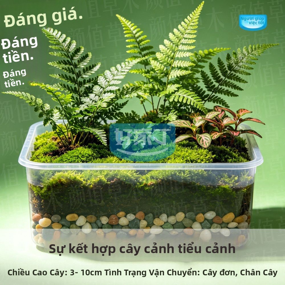 Bộ cây dương xỉ mini trồng bể cạn terrarium và tiểu cảnh bán cạn để bàn đẹp