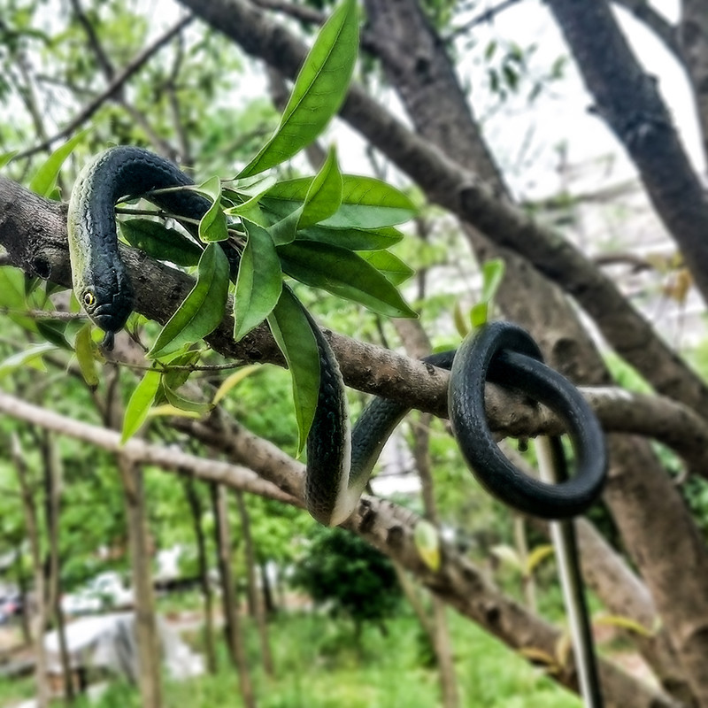 Đồ Chơi Rắn Mô Phỏng Rắn Động Vật Mô Hình Cao Su Mềm Cao Su Đáng Sợ Lớn Giả Rắn Rắn Hổ Mang Lừa Món 
