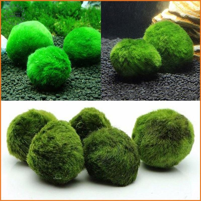 [LS] 3-4cm Marimo Moss Balls Live Aquarium Plant Tảo Cá Tôm Bể Trang Trí Mô Phỏng Quả Bóng Tảo Xanh 