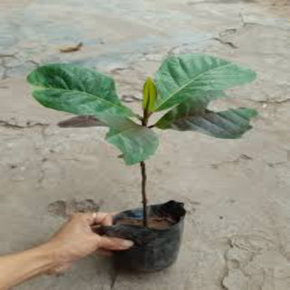 Cây Bàng Ta Công Trình - Cây Bóng Mát Tuyệt Vời, Giá Tốt, Đủ Kích Thước