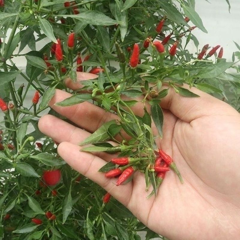 Hạt Tiêu Nhỏ Miến Điện Đa Dạng Mắt Chim Tiêu Mini Chaotian Pepper Xiaomi Pepper Hell Hot Pepper Seed