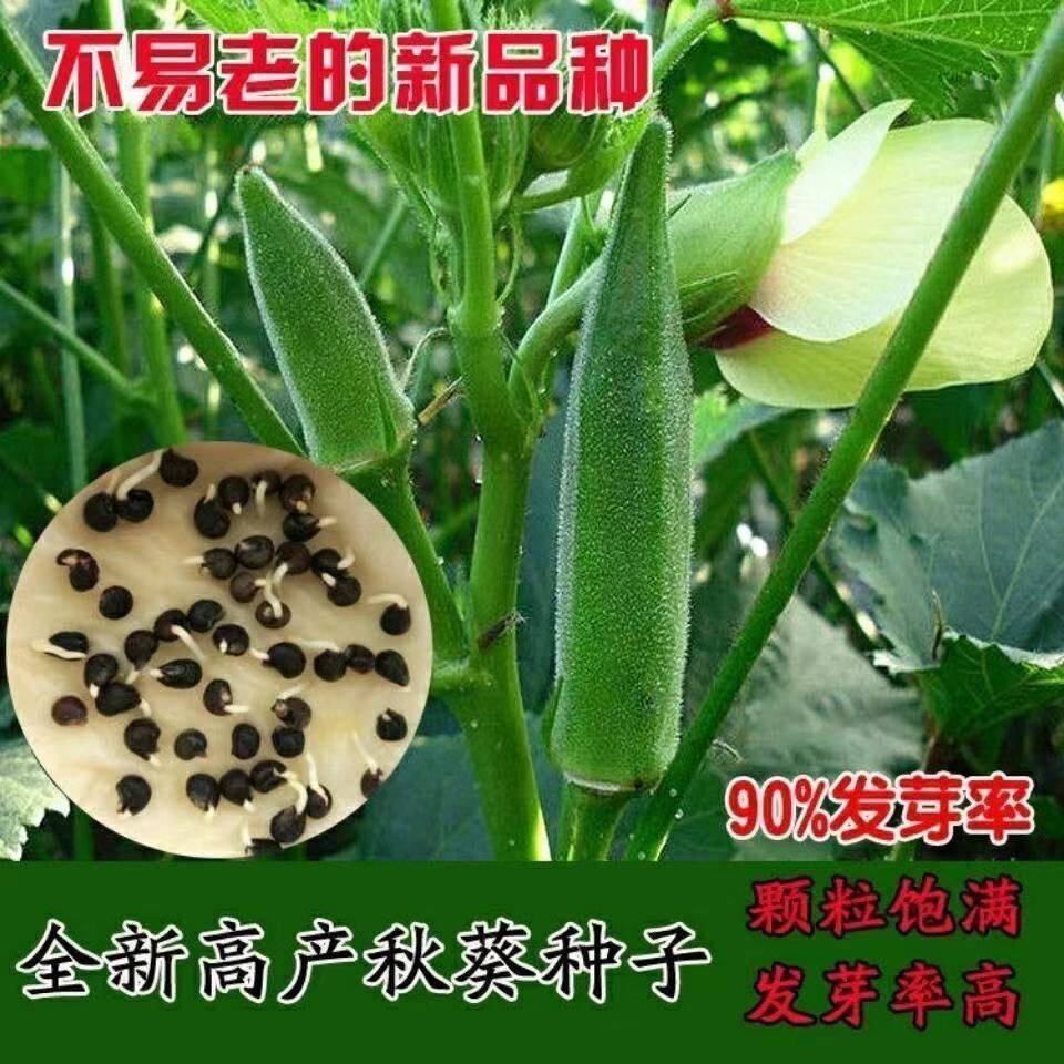 Hạt giống Okra Bốn mùa gieo hạt Okara màu vàng được sản xuất cao Hạt giống trang trại Ban công Sân x