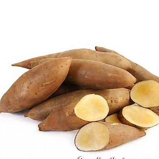 Hạt Giống Sâm Đất ( Thổ Sâm ) - Gói 20 hạt - Knseeds4