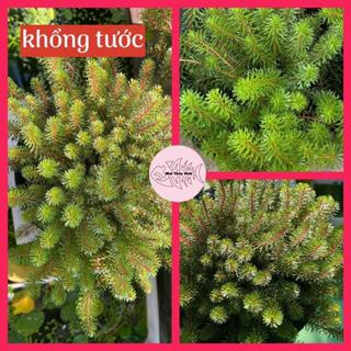 Rêu khổng tước - rêu tím - chơi bán cạn - hạ thuỷ trồng thuỷ sinh đều được - trang trí decor quán cũng được